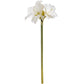 Classic White Amaryllis Flower
