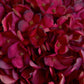 Autumn Ruby Hydrangea