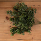 Red Tipped Leaf Spray