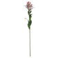 Stargazer Lily