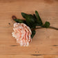 Peach Peony Rose