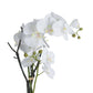 White Orchid In Stone Pot