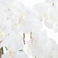 Large White Tall Orchid In Glass Pot