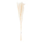 Mini White Pampas Grass Bunch Of 15