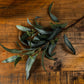 Seeded Eucalyptus Spray