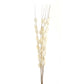 Bouquet Of Dried Thlaspi Arvense