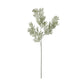 Silver Wattle Leaf