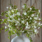 Italian White Bellflower