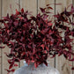 Ornamental Burgundy Leaf