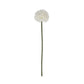 White Short Chrysanthemum