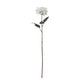 The Natural Garden Collection Tall White Dahlia
