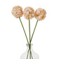 The Natural Garden Collection White & Apricot Allium