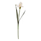 The Natural Garden Collection Pale Apricot Fringed Iris