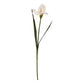 The Natural Garden Collection Pale Apricot Fringed Iris