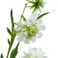 The Natural Garden Collection White Scabious Stem