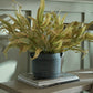 Amalfi Grey Hydria Pot