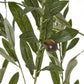Apulia Olive Tree In White Pot 180Cm