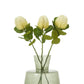 Cream Banksia Stem