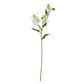 Cream Gloriosa Spray