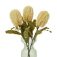 Large Cream Banksia Serrata Stem