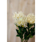 Cream Protea Lorea Stem