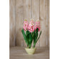Pink Hyacinth Stem