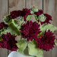 Dahlia Burgundy Raven Stem