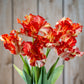 Flame Orange Parrot Tulip