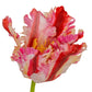 Multi Pink Parrot Tulip