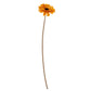Orange Gerbera Stem