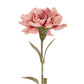 Pink Carnation Stem