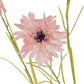 Pink Cornflower Stem