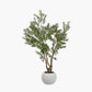 Extra Large Olive Tree in Pot