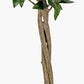Medium Bay Tree in Pot