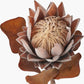 Mulberry Brown Protea Pack of 6