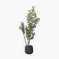 Eucalyptus Tree in Pot