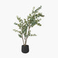 Large Eucalyptus Tree in Pot