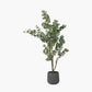 Large Eucalyptus Tree in Pot