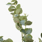 Large Eucalyptus Tree in Pot