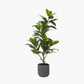 Magnolia Tree in Pot