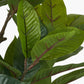 Magnolia Tree in Pot