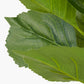 Green Hydrangea Leaf Pack of 6