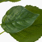 Green Hydrangea Leaf Pack of 6