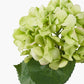 Green Hydrangea Pack of 6