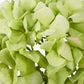 Green Hydrangea Pack of 6