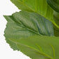 Green Hydrangea Faux Flower Bunch
