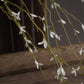 White Willow Spray