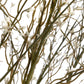 White Willow Spray