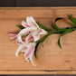 Stargazer Lily