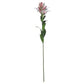 Stargazer Lily